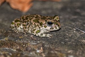 Ropucha zielona