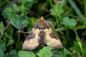 Diachrysia stenochrysis