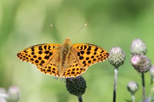 Dostojka latonia