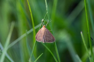 Evergestis aenealis