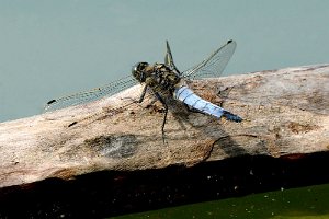 Lecicha pospolita