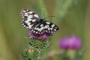 Polowiec szachownica