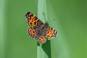 Rusałka kratkowiec