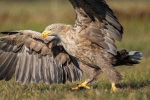 Wildlife Photography
